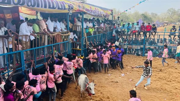 Grand Jallikattu Festival at Manganampatti Village